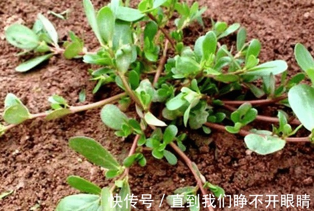 经常用马齿苋煮水喝,不出半个月,4件好事或许会不请自来