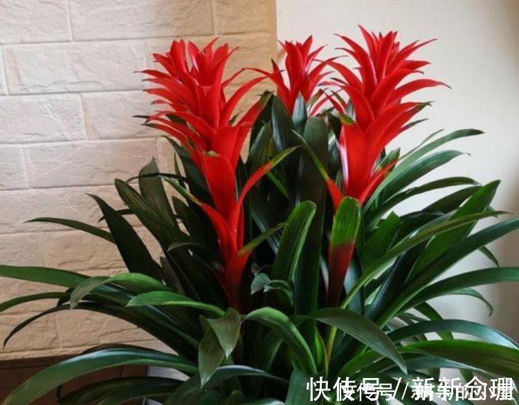 阳台|5种花清新漂亮,花香怡人,养阳台满屋飘香,谁养谁喜欢