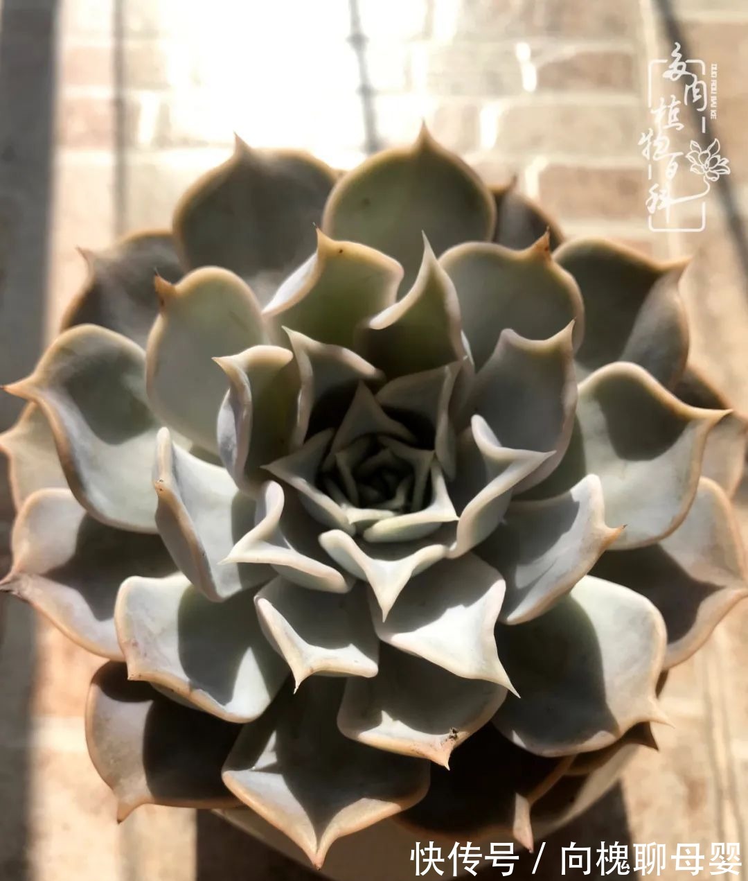 一种爱好就是一种境界,养花养多肉可以培养一个人的心境!