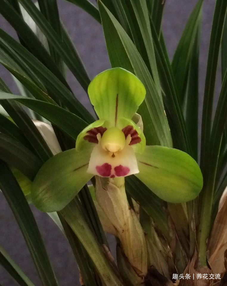 兰花五大家，春兰、蕙兰、建兰、墨兰和寒兰咋养，养护指南看这里