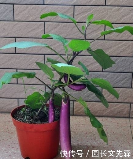 结果|能吃一年的盆栽蔬菜,它花期长结果多,而且一个果子能炒一盘菜