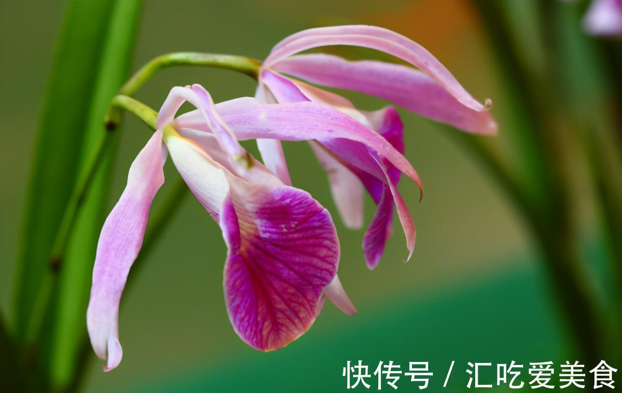 兰花开花后就不管不问了吗?资深兰友:把兰葶剪掉