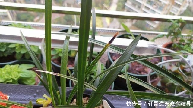 兰花叶片焦尖,剪了还往下焦,5个方面下手来解决!