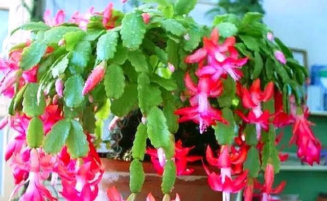 蟹爪兰扦插不生根做好这“几点”，长根快，新芽不断往外冒！