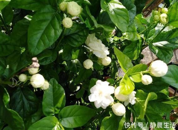 黄泥土|黄泥茉莉花,换盆就用“这种土”,不花钱养分足,每次开花都爆盆