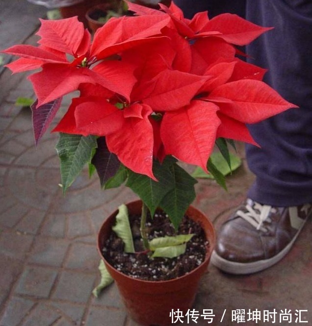 养护|4种花有毒,白送都别要,里有小孩养花要慎重