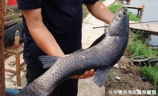 大块头|嘴含宝石是四大家鱼之首,因野蛮生长沦为“废柴”,如今很少人养