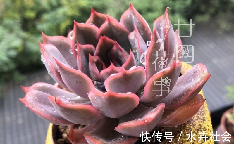 新手养多肉，常犯5个误区，不是多肉不好养，是你不会养