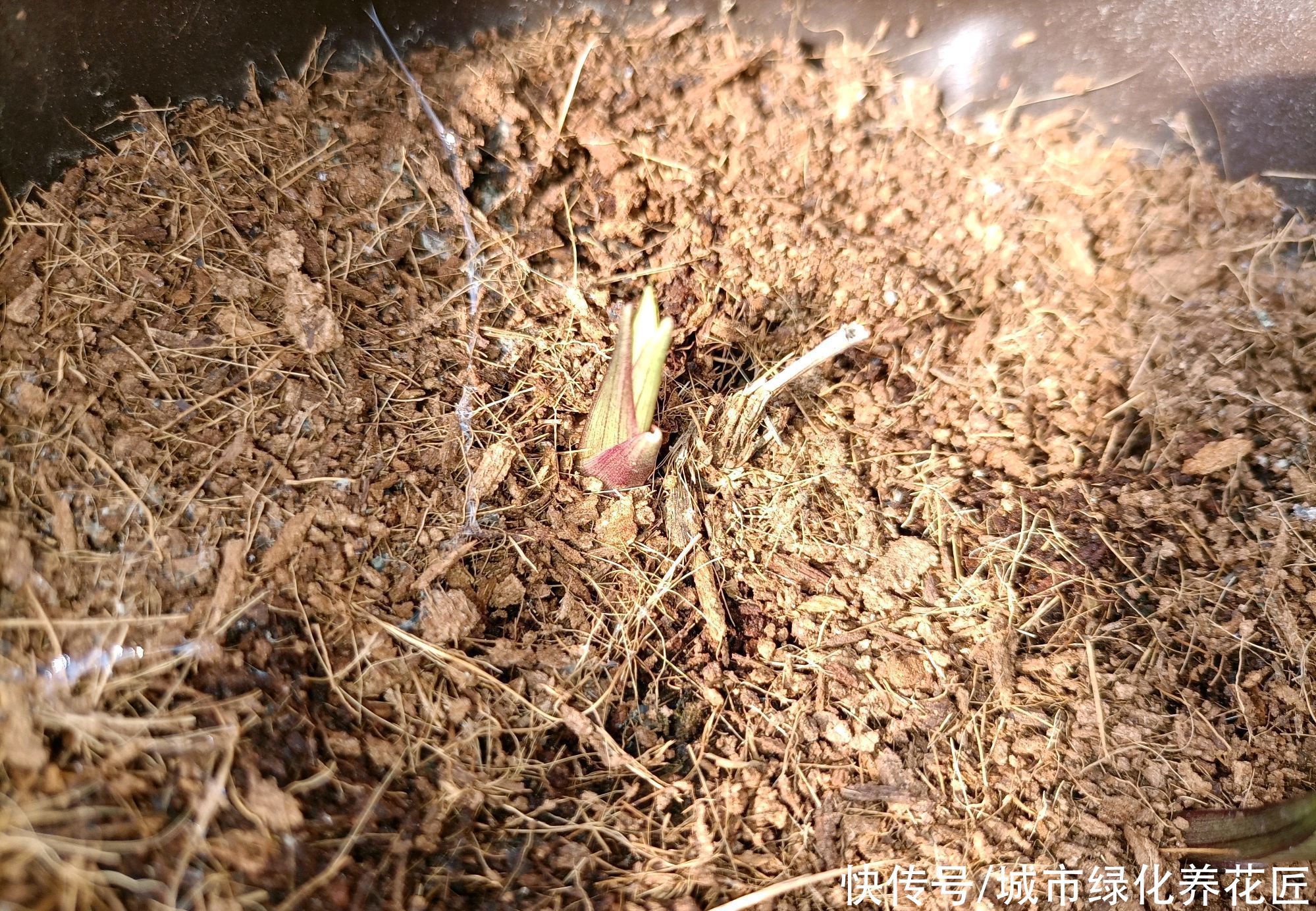 假活|兰花老芦头捂出新芽以后多久可以移栽?长芽防假活,根旺再移栽