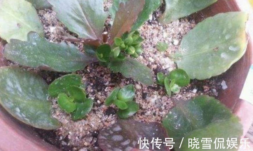 长春花|3种花别再花钱买，讨个枝条插土里，15天就能长新芽