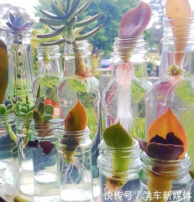 俗话说养花先养根!浇水加点“生根剂”,1分钱不花,根系爆盆!