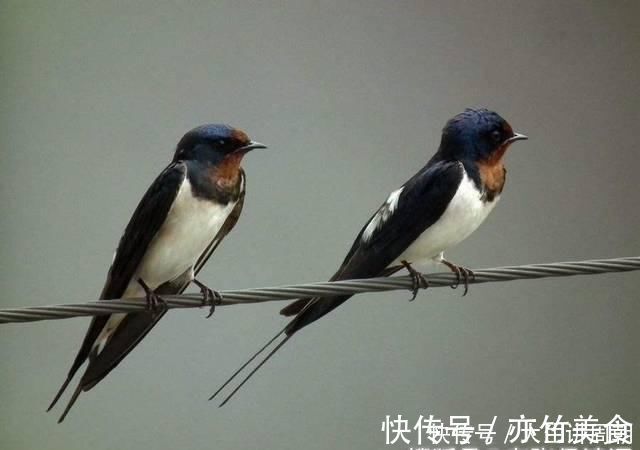 古诗|刘禹锡《乌衣巷》名垂后世,清代诗人反用其意,读来更觉残酷