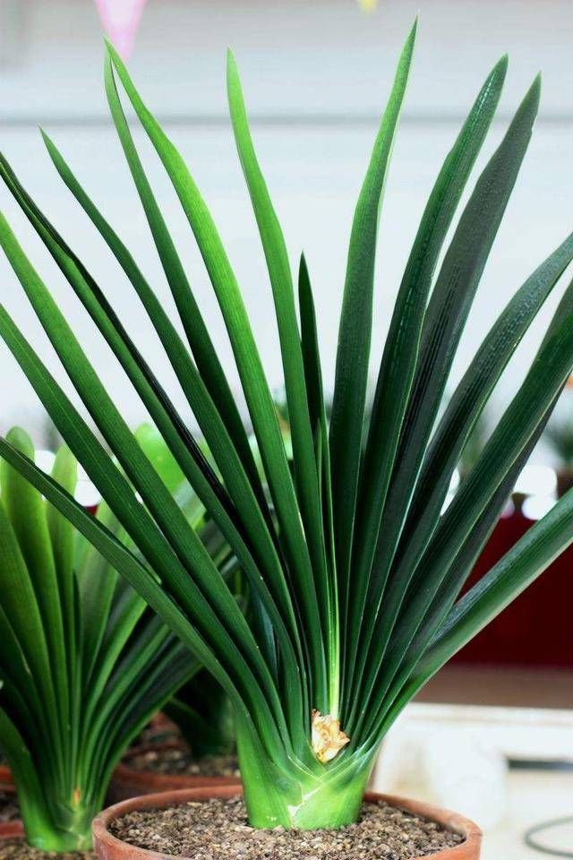 养君子兰要忙起来,翻盆施肥记住“口诀”,生长期长得旺