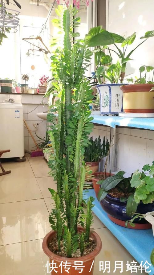 一个月|3种懒人花,一个月不管不顾反倒长的旺,尤其最后一种,狂窜到房顶