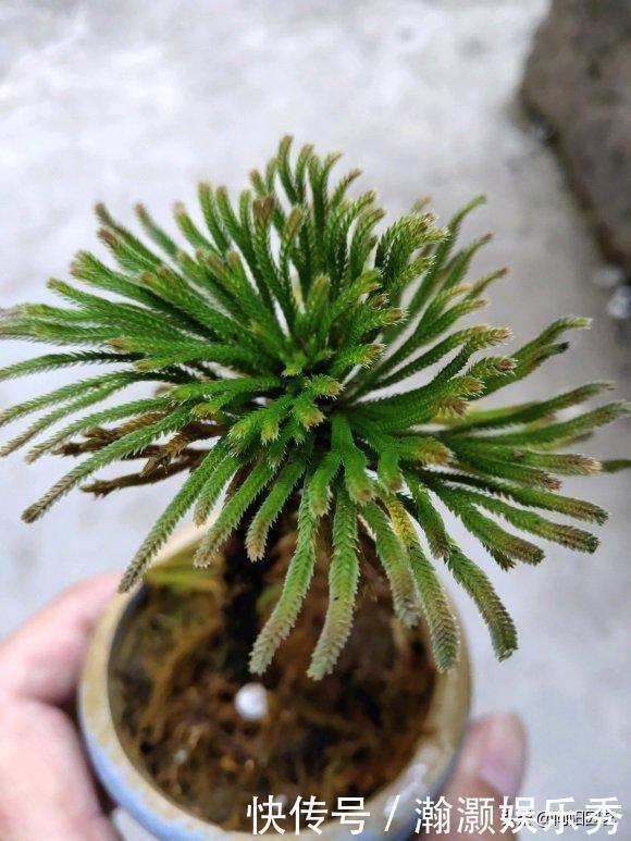 农村山上的“不死草”，生长在岩石上，很像杂草，殊不知很值钱