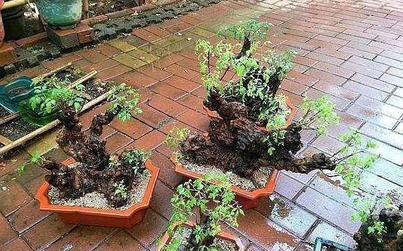 乡下一种“柴火木”，年年砍不绝，如今做成高档盆景，很受人欢迎