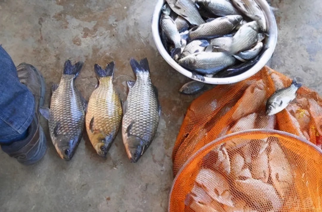 冬钓诱鱼太慢,庆幸老司机有这鲫鱼窝料,刚一下水就来鱼,特过瘾