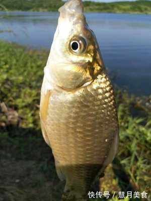 民间“钓泡法”钓鱼,鲫鱼多得让你吃不完