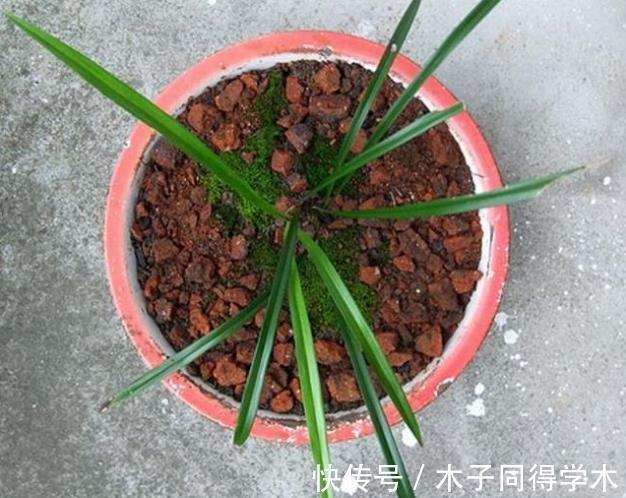 红砖|搬两块砖回家养花吧！过程有趣，效果喜人