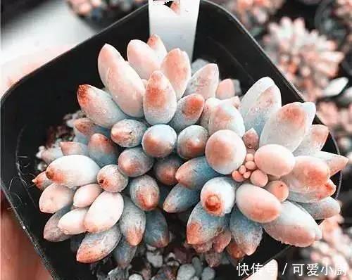 多肉盆栽植物:多肉品种太多了,简单分成6大类,看完再也养不死