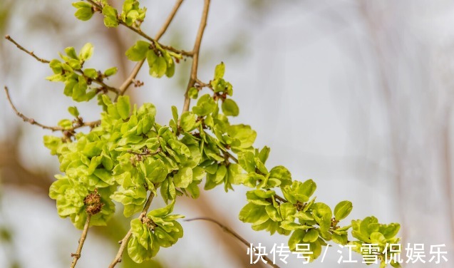 野菜|开春挖野菜,送你“野菜大图鉴”,教你轻松识别20种野菜