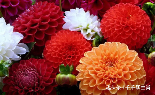 化妆|不喜欢化妆的3个生肖女,总以素颜淡妆示人,却显得优雅大方