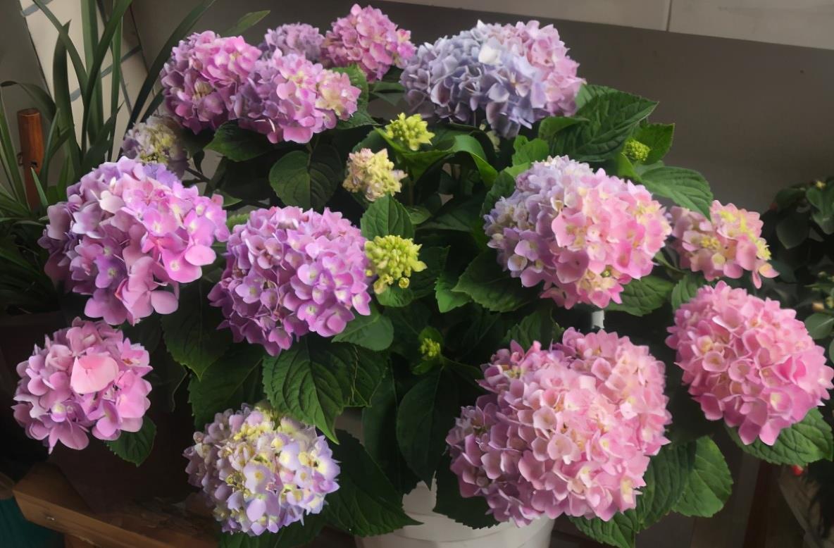 枝条|七月快修剪，晚了这个月，小心来年开花难