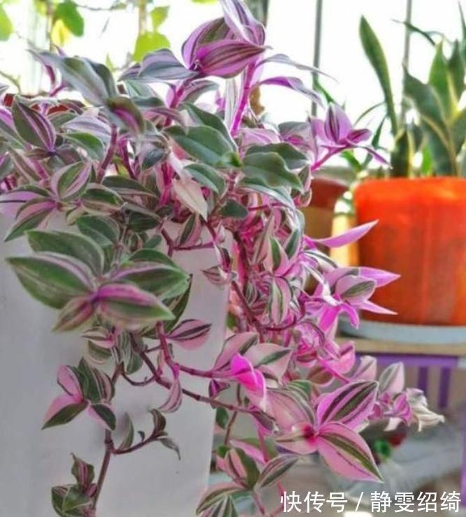 客厅|它是吊兰中的极品，姹紫嫣红、高端大气，养在客厅太上档次