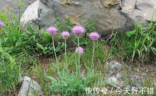 胡菜|田岸上的野草比海鲜还要鲜美,春天吃它赛人参,农民千万别扔