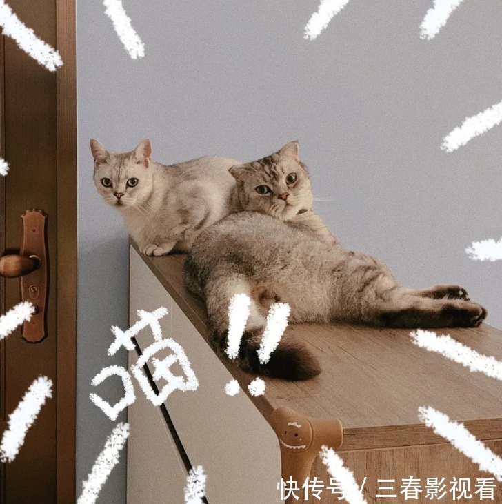 北欧风|用北欧风打造广州75㎡两居室，两人加两只猫的生活，很舒服