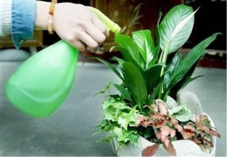 浇花|早上、中午、晚上浇花“区别大”难怪总是养不好花,要这样浇!