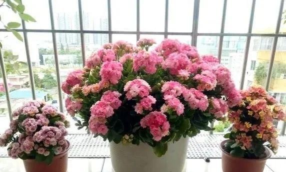 长寿|一棵长寿的花,124个花箭,开花,锅盖打开的方法