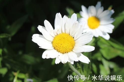 露薇花|新手养花难不妨养在4款花，开花易爆盆，阳台栽几盆，绚丽夺目