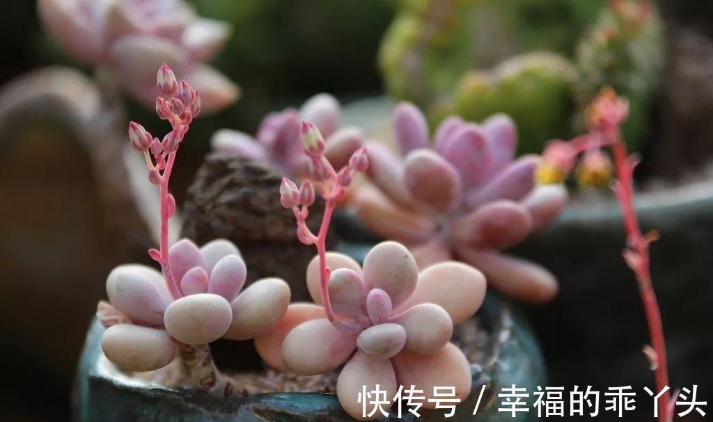 难怪刚入手的多肉会死,换盆时注意这4点,多肉一栽就活