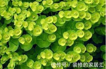 猫眼草|农村一种不起眼的“猫眼草”,曾被当做杂草,殊不知药用价值极高