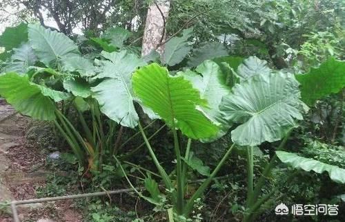 为什么在楼房里养花难成活？