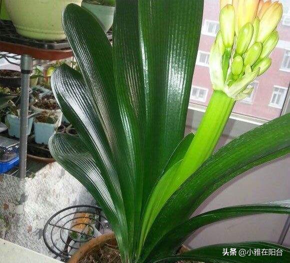 君子兰黄叶、烂根，5招就行了，叶绿、叶大，开花更多更美！