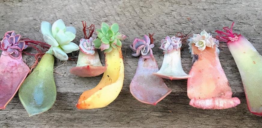 养多肉,用泡沫箱扦插育苗、做拼盘,该注意什么?