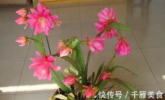 花色|4种花，名字里带“荷”却不是荷花，花美色丽，漂亮极了