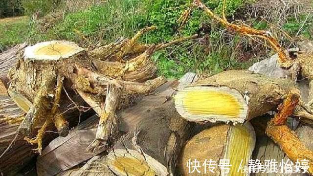 黑酸枝木|世界上最贵的木材:1公斤上万元,不识货的拿它当柴烧,你家有吗