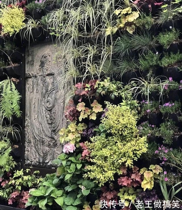 高晓松|他毕业后没上过一天班，参加《最强大脑》是为了玩，退赛后咋样了