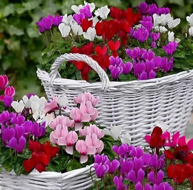 金边瑞香|6种“富贵花”，年底爱“涨价”，现在快入手，早买早赏早便宜