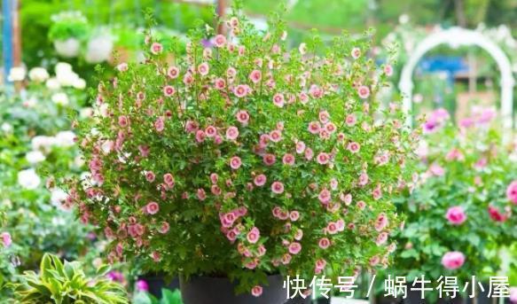 少女感|此花充满“少女感”,居家盆栽,爆盆易,四季开花不止