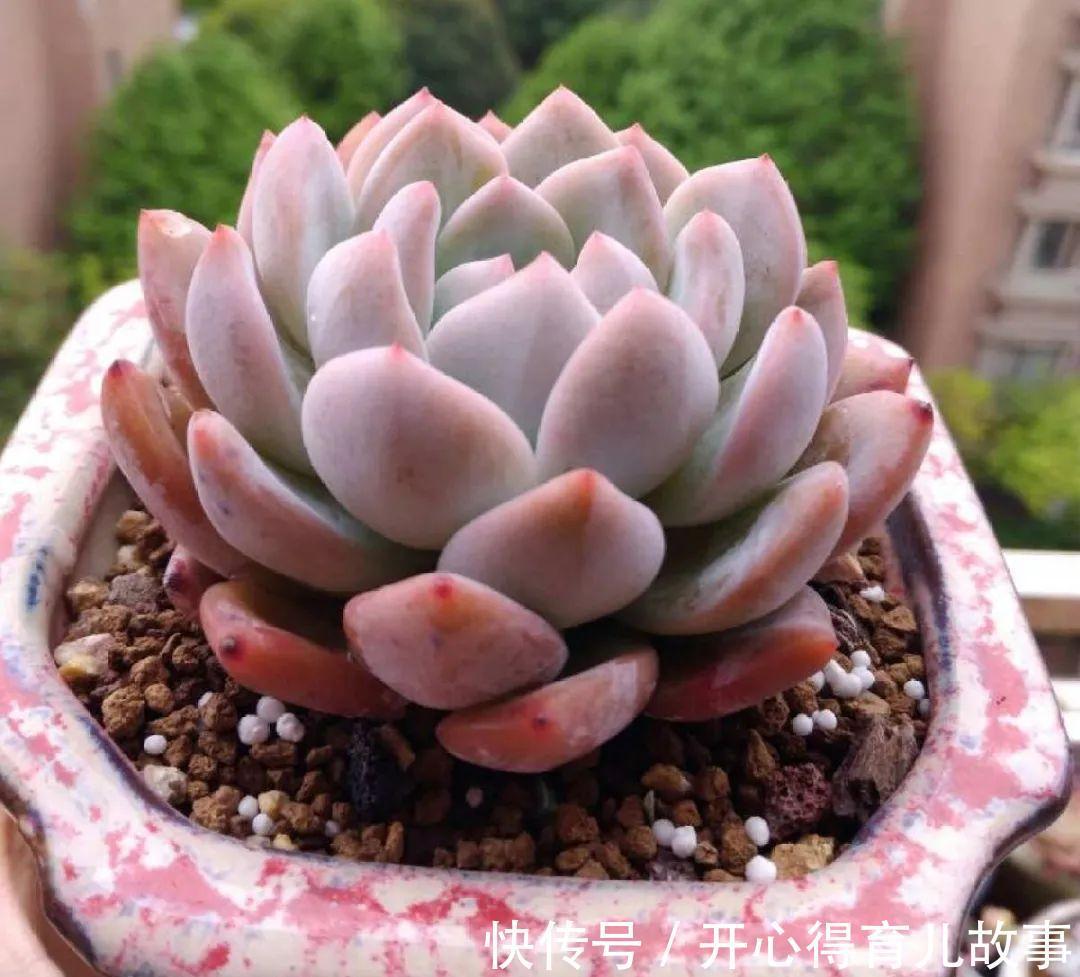 养花:这种多肉,是杂交的混血宝宝,你家有吗?