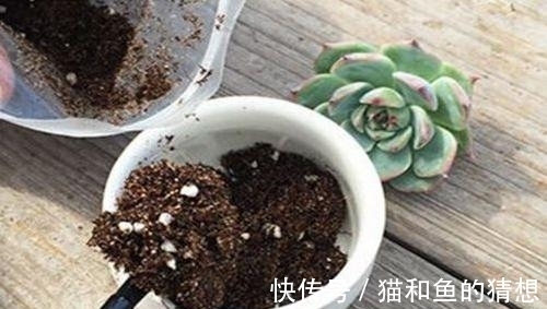 多肉长时间不服盆?从根源上解决问题,叶片肥厚养成肉墩子!