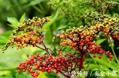 香椿叶|它的叶子长得似香椿叶,开白色小花,遇见挖回家