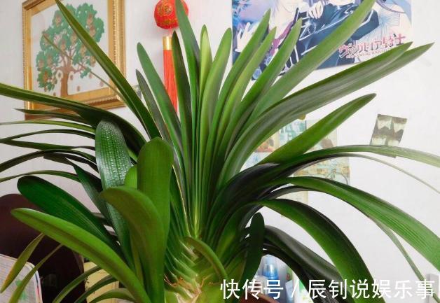 君子兰,阳台党深爱的盆栽年宵花!养护注意3细节,年年开花