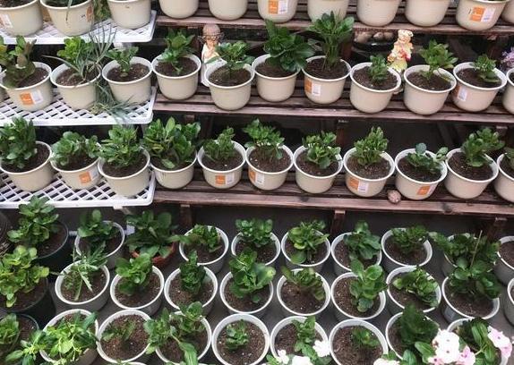 长寿|6、7月盆栽长寿花，该如何养好3个窍门让它花期开花挡不住