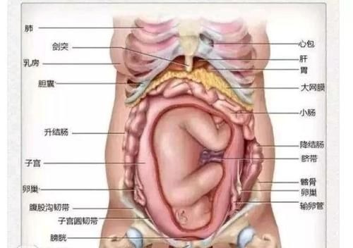子宫|胎儿那么大,孕妇的内脏都跑哪了?看完这张图网友表示:心疼女人