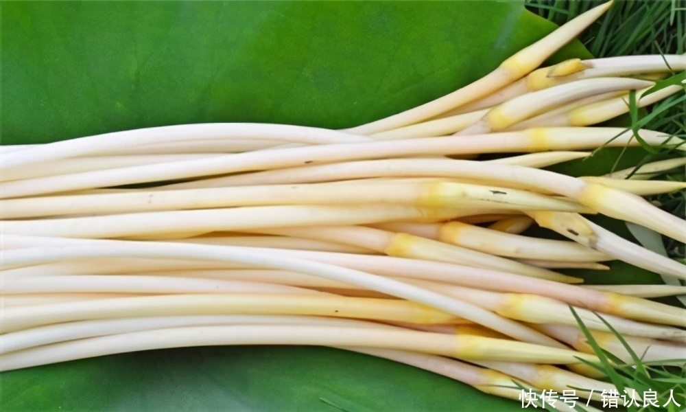 女性养生,多吃此食物,滋补身体,益气补血,提高人体免疫力